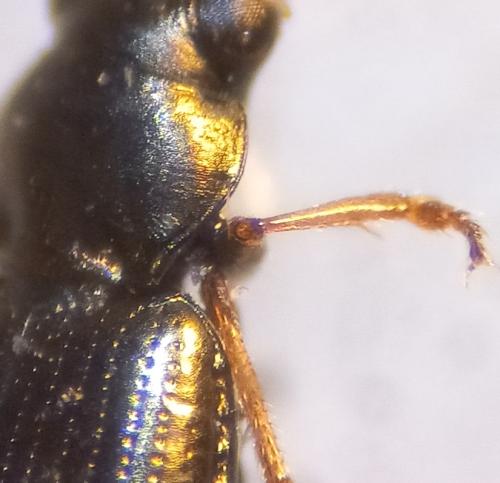 Réf. 355 204 : Bembidion ambiguum